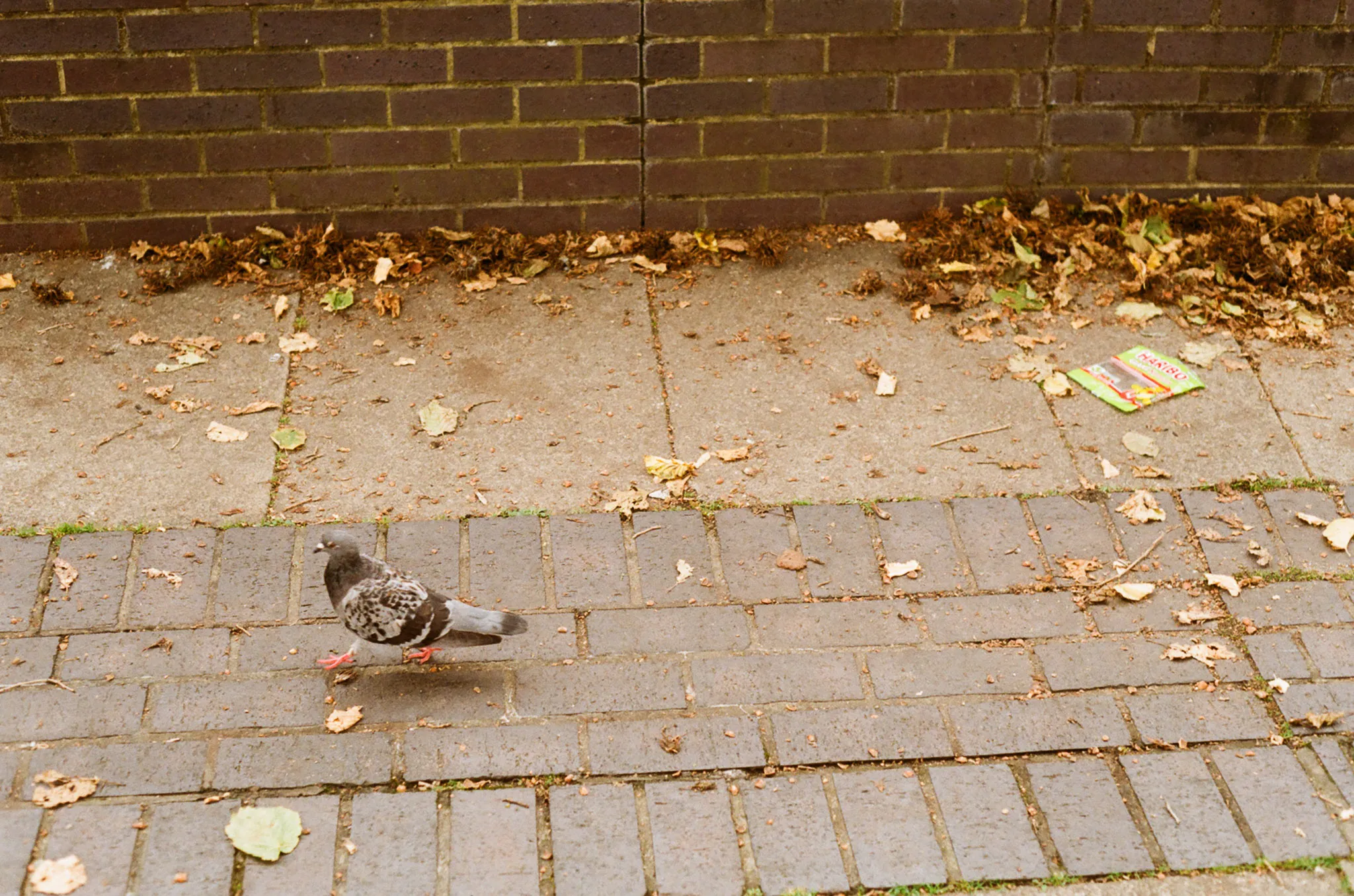 A walking pigeon